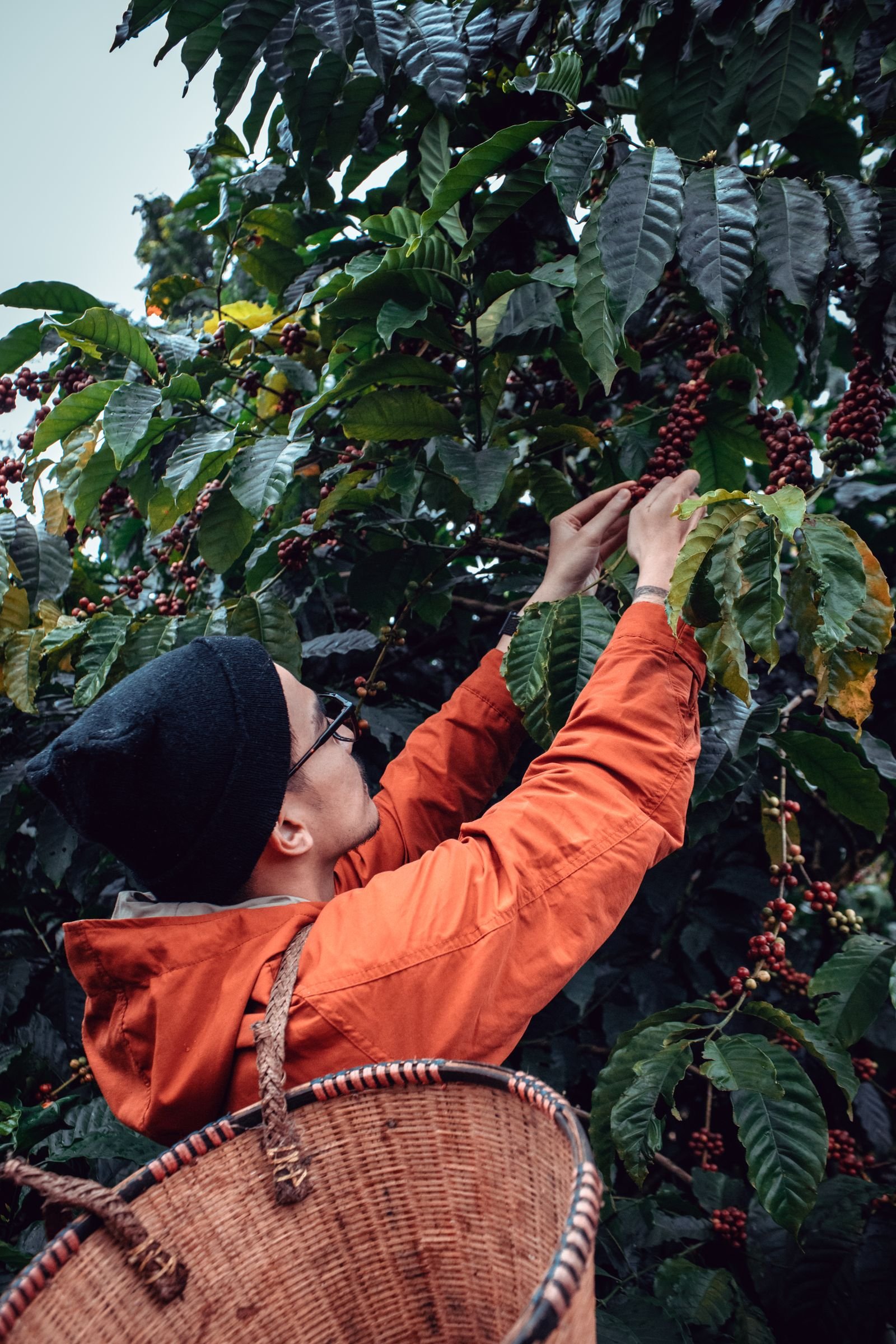 Best Coffee Beans in 2026: YunOrigin’s Buyer’s Guide to Yunnan and Beyond